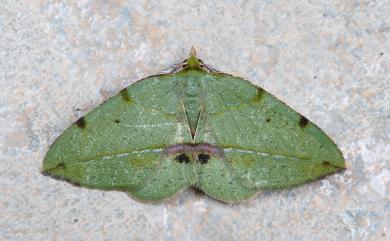 Apoheterolocha patalata (Felder & Rogenhofer, 1875)