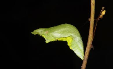 Papilio helenus fortunius Fruhstorfer, 1908 白紋鳳蝶