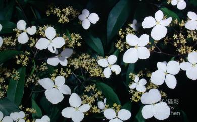 Hydrangea chinensis Maxim. 華八仙