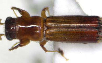 Diapus aculeatus Blandford, 1894 棘刺長小蠹