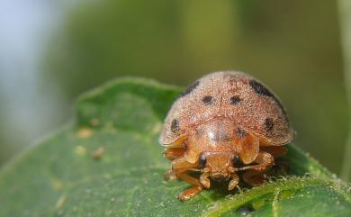 Henosepilachna vigintioctopunctata (Fabricius, 1775) 茄二十八星瓢蟲