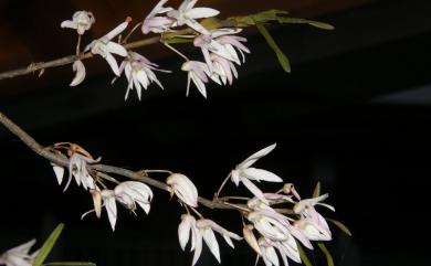 Dendrobium moniliforme 石斛