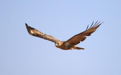 Buteo japonicus japonicus (Temminck & Schlegel, 1844) 東方鵟