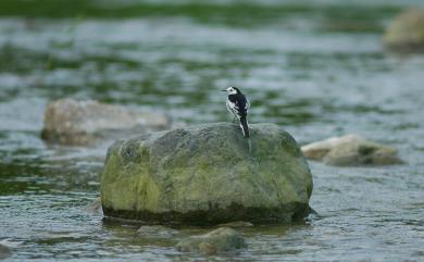 Motacilla alba Linnaeus, 1758 白鶺鴒