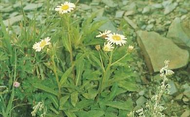 Aster takasagomontanus 雪山馬蘭