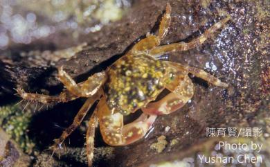 Pachygrapsus minutus A. Milne Edwards, 1873 小厚紋蟹