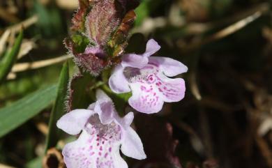 Glechoma hederacea var. grandis 金錢薄荷