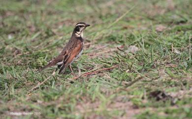 Turdus eunomus Temminck, 1831 斑點鶇