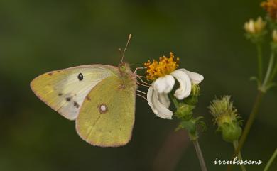 Colias erate formosana Shirozu, 1955 紋黃蝶