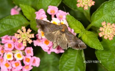 Thysanoplusia reticulata (Moore, 1882) 網紋金翅夜蛾