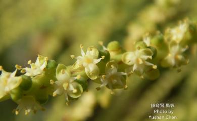 Hyophorbe lagenicaulis (L.H.Bailey) H.E.Moore 酒瓶椰子