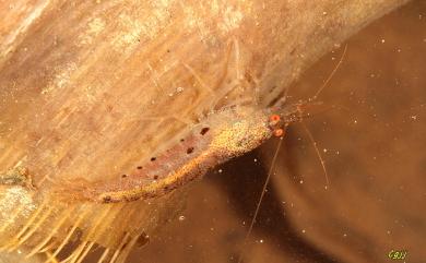 Caridina formosae Hung, Chan & Yu, 1993 臺灣米蝦