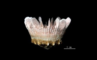 Stephanocyathus weberianus (Alcock, 1902) 韋伯冠杯珊瑚