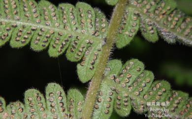 Christella parasitica (L.) H.Lév. 密毛小毛蕨