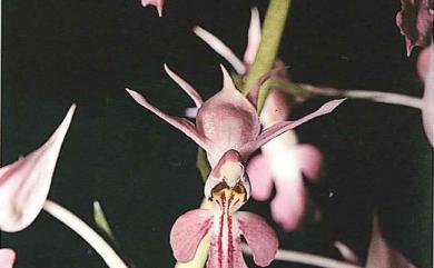 Calanthe puberula Lindl. 反捲根節蘭