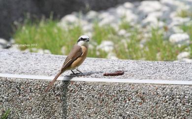 Lanius cristatus lucionensis Linnaeus, 1766 紅尾伯勞