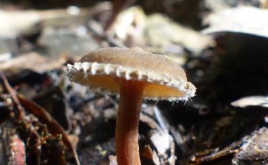 Lactarius gracilis 纖細乳菇