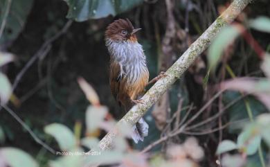 Actinodura morrisoniana Ogilvie-Grant, 1906 紋翼畫眉