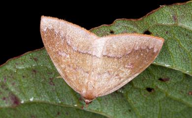 Heterolocha lilacina (Bastelberger, 1909)