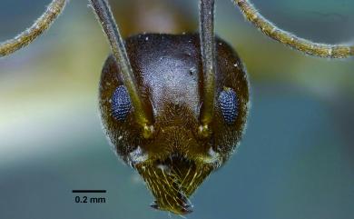 Technomyrmex horni Forel, 1912 荷氏扁琉璃蟻