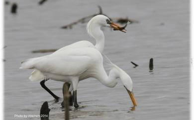 Egretta eulophotes (Swinhoe, 1860) 唐白鷺