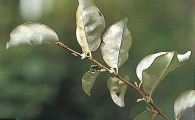 Elaeagnus triflora 菲律賓胡頹子