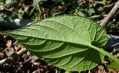 Thladiantha punctata 斑花青牛膽