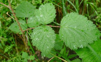 Rubus mesogaeus Focke 裏白懸鉤子