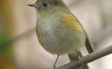 Tarsiger cyanurus (Pallas, 1773) 藍尾鴝