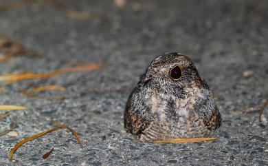 Caprimulgus affinis stictomus Swinhoe, 1863 南亞夜鷹