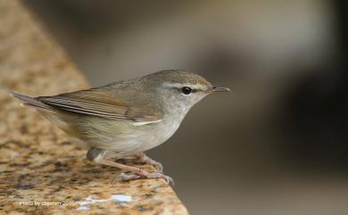 Urosphena squameiceps (Swinhoe, 1863) 短尾鶯