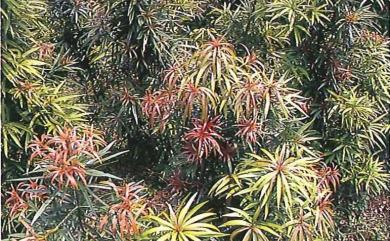 Podocarpus nakaii 桃實百日青