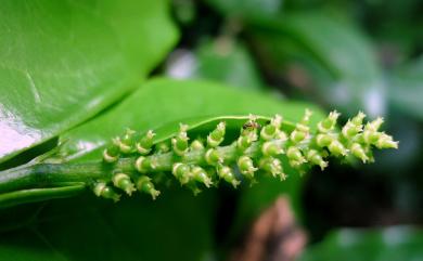 Antidesma pentandrum var. barbatum 枯里珍