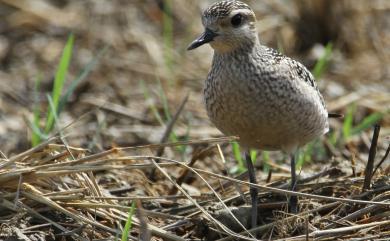 Pluvialis fulva (Gmelin, JF, 1789) 太平洋金斑鴴