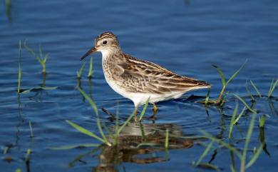 Calidris subminuta (von Middendorff, 1853) 長趾濱鷸