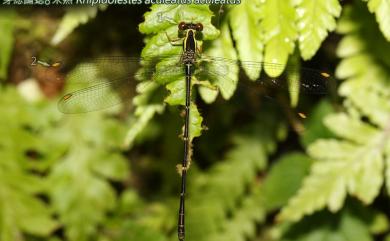 Rhipidolestes aculeatus aculeatus Ris, 1912 芽痣蹣蟌