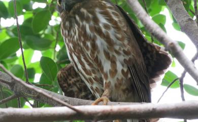 Ninox japonica (Temminck & Schlegel, 1845) 褐鷹鴞