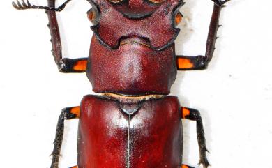 Lucanus formosanus Planet, 1899 臺灣深山鍬形蟲