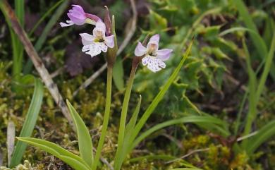 Amitostigma alpestre 南湖雛蘭