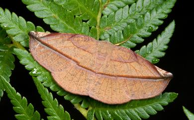 Pseudomiza obliquaria (Leech, 1897) 灰褐普尺蛾