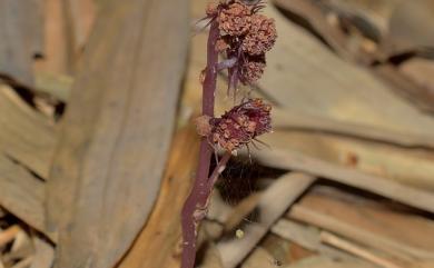 Sciaphila secundiflora Thwaites ex Benth. 錫蘭霉草