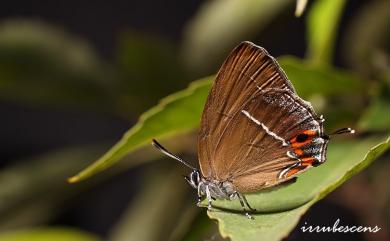 Chrysozephyrus mushaellus mushaellus (Matsumura, 1938) 霧社翠灰蝶