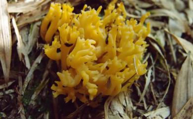 Ramaria aurea (Schaeff.:Fr.) Quèl. 金黃枝瑚菌