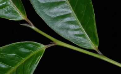Camellia formosensis (Masam. & Suzuki) M.H.Su, C.F.Hsieh & C.H.Tsou 臺灣山茶