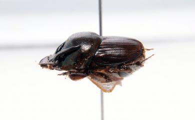 Onthophagus rectecornutus Lansberge, 1883