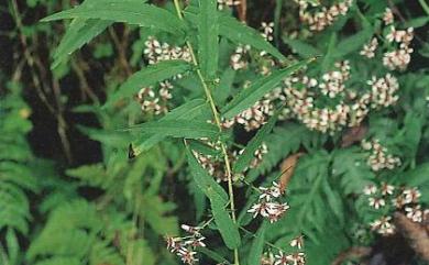 Aster taiwanensis Kitam. 臺灣馬蘭