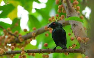 Aplonis panayensis (Scopoli, 1786) 亞洲輝椋鳥