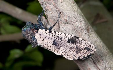 Xyleutes strix (Linnaeus, 1758) 梟斑蠹蛾