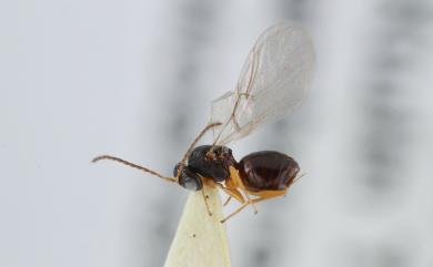 Plagiotrochus tarokoensis Tang&Melika, 2016