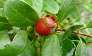 Rhodomyrtus tomentosa 桃金孃